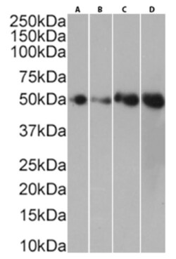 Invitrogen CD40 Chimeric Recombinant Mouse Monoclonal Antibody (1C10) 200 &mu;g | Buy Online | Invitrogen&trade; | Fisher Scientific