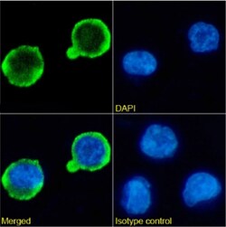 Invitrogen CD20 Chimeric Recombinant Rabbit Monoclonal Antibody (B9E9)