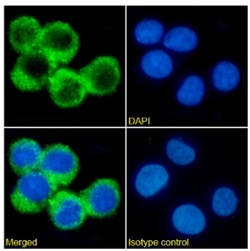 Invitrogen&trade;&nbsp;CD123 Chimeric Recombinant Rabbit Monoclonal Antibody (7G3)