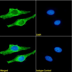 Invitrogen beta Amyloid (1-42) Chimeric Recombinant Rabbit Monoclonal Antibody
