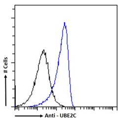 Invitrogen UBE2C Recombinant Rabbit Monoclonal Antibody (SAIC-41C-6) 200