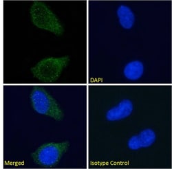 Invitrogen Tau Recombinant Mouse Monoclonal Antibody (Tau-5) 200 &mu;g;