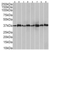 HDGF Recombinant Mouse Monoclonal Antibody (H3) 200 &mu;g | Buy Online | Fisher Chemical | Fisher Scientific