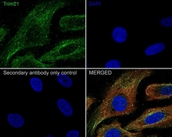 Invitrogen&trade;&nbsp;TRIM21 Recombinant Rabbit Monoclonal Antibody (PSH02-56)