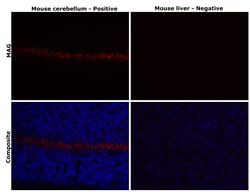 Invitrogen MAG Recombinant Rabbit Monoclonal Antibody (PSH02-42) 100 &mu;L;