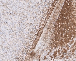 Invitrogen MAG Recombinant Rabbit Monoclonal Antibody (PSH02-42) 100 &mu;L;