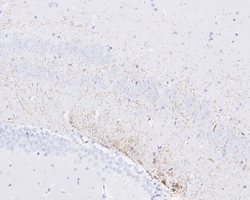 Invitrogen MAG Recombinant Rabbit Monoclonal Antibody (PSH02-42) 100 &mu;L;