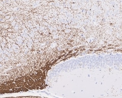 Invitrogen MAG Recombinant Rabbit Monoclonal Antibody (PSH02-42) 100 &mu;L;