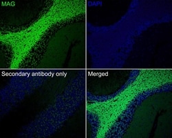 Invitrogen MAG Recombinant Rabbit Monoclonal Antibody (PSH02-42) 100 &mu;L;