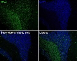 Invitrogen MAG Recombinant Rabbit Monoclonal Antibody (PSH02-42) 100 &mu;L;