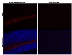 Invitrogen MAG Recombinant Rabbit Monoclonal Antibody (PSH02-42) 100 &mu;L;
