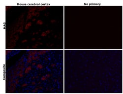 Invitrogen MAG Recombinant Rabbit Monoclonal Antibody (PSH02-42) 100 &mu;L;