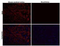 Invitrogen MAG Recombinant Rabbit Monoclonal Antibody (PSH02-42) 100 &mu;L;