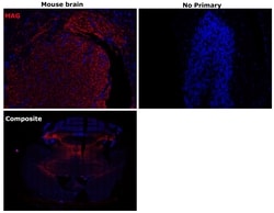 Invitrogen MAG Recombinant Rabbit Monoclonal Antibody (PSH02-42) 100 &mu;L;