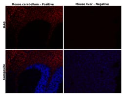 Invitrogen MAG Recombinant Rabbit Monoclonal Antibody (PSH02-42) 100 &mu;L;