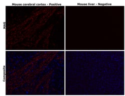 Invitrogen MAG Recombinant Rabbit Monoclonal Antibody (PSH02-42) 100 &mu;L;