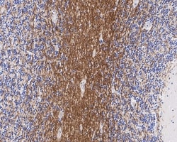 Invitrogen MAG Recombinant Rabbit Monoclonal Antibody (PSH02-42) 100 &mu;L;