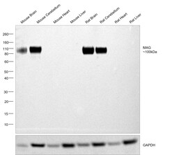 Invitrogen MAG Recombinant Rabbit Monoclonal Antibody (PSH02-42) 100 &mu;L;