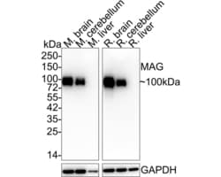 Invitrogen MAG Recombinant Rabbit Monoclonal Antibody (PSH02-42) 100 &mu;L;
