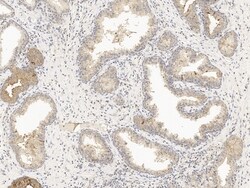 Invitrogen GDF15 Monoclonal Antibody (41) 100 &mu;L | Buy Online | Invitrogen&trade; | Fisher Scientific
