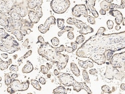Invitrogen GDF15 Monoclonal Antibody (41) 100 &mu;L | Buy Online | Invitrogen&trade; | Fisher Scientific