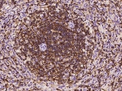 Invitrogen IL-16 Monoclonal Antibody (55) 100 &mu;L | Buy Online | Invitrogen&trade; | Fisher Scientific