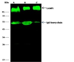 Invitrogen LAMP1 Monoclonal Antibody (07), Invitrogen 20 &mu;L; Unconjugated:Antikörper