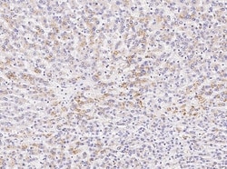Invitrogen BST-2 Monoclonal Antibody (01) 100 &mu;L; Unconjugated:Antibodies,