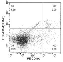 Invitrogen CD146 Recombinant Rabbit Monoclonal Antibody (241), FITC, Invitrogen