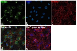 Invitrogen RAB1A Recombinant Rabbit Monoclonal Antibody (PSH03-62) 100
