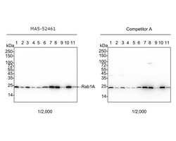 Invitrogen RAB1A Recombinant Rabbit Monoclonal Antibody (PSH03-62) 100