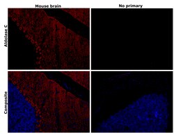 Invitrogen Aldolase C Recombinant Rabbit Monoclonal Antibody (PSH01-82)