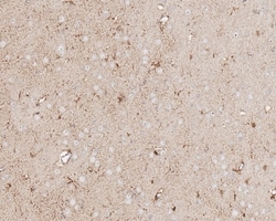 Invitrogen Aldolase C Recombinant Rabbit Monoclonal Antibody (PSH01-82)