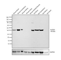Invitrogen Aldolase C Recombinant Rabbit Monoclonal Antibody (PSH01-82)