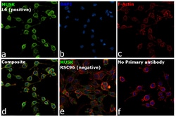 Invitrogen MUSK Recombinant Rabbit Monoclonal Antibody (PSH05-68) 100 &mu;L;
