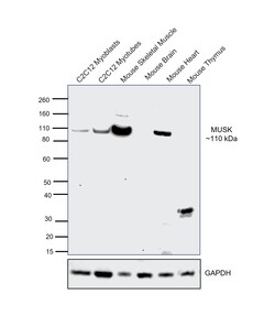 Invitrogen MUSK Recombinant Rabbit Monoclonal Antibody (PSH05-68) 100 &mu;L;