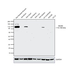 Invitrogen MUSK Recombinant Rabbit Monoclonal Antibody (PSH05-68) 100 &mu;L;