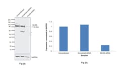 Invitrogen MUSK Recombinant Rabbit Monoclonal Antibody (PSH05-68) 100 &mu;L;