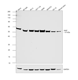 Invitrogen XIAP Recombinant Rabbit Monoclonal Antibody (PSH04-30) 100 &mu;L;