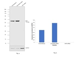 Invitrogen XIAP Recombinant Rabbit Monoclonal Antibody (PSH04-30) 100 &mu;L;