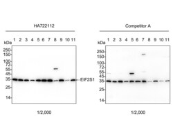 Invitrogen EIF2S1 Recombinant Rabbit Monoclonal Antibody (PSH04-29) 100