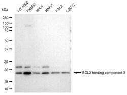 Invitrogen PUMA alpha Recombinant Rabbit Monoclonal Antibody (23GB1935),