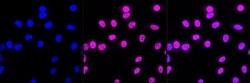 Invitrogen&trade;&nbsp;PRP8 Recombinant Rabbit Monoclonal Antibody (23GB1995)
