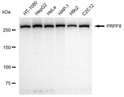 Invitrogen PRP8 Recombinant Rabbit Monoclonal Antibody (23GB1995) 20 &mu;L | Buy Online | Invitrogen&trade; | Fisher Scientific