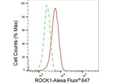 ROCK1 Recombinant Rabbit Monoclonal Antibody (23GB2065), Invitrogen:Antibodies,