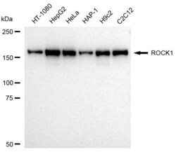 ROCK1 Recombinant Rabbit Monoclonal Antibody (23GB2065), Invitrogen:Antibodies,