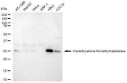 Invitrogen INMT Recombinant Rabbit Monoclonal Antibody (23GB2155), Invitrogen