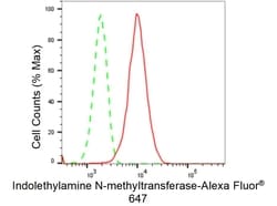 Invitrogen INMT Recombinant Rabbit Monoclonal Antibody (23GB2160), Invitrogen