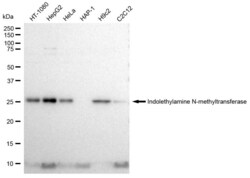 Invitrogen INMT Recombinant Rabbit Monoclonal Antibody (23GB2160), Invitrogen