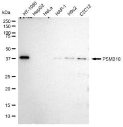 PSMB10 Recombinant Rabbit Monoclonal Antibody (23GB2170), Invitrogen:Antibodies,